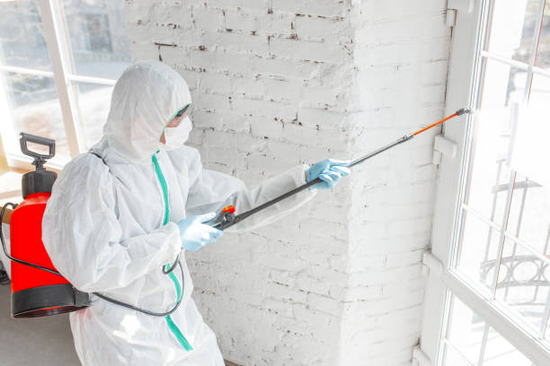 Mold Odor Removal Services in Chico, TX